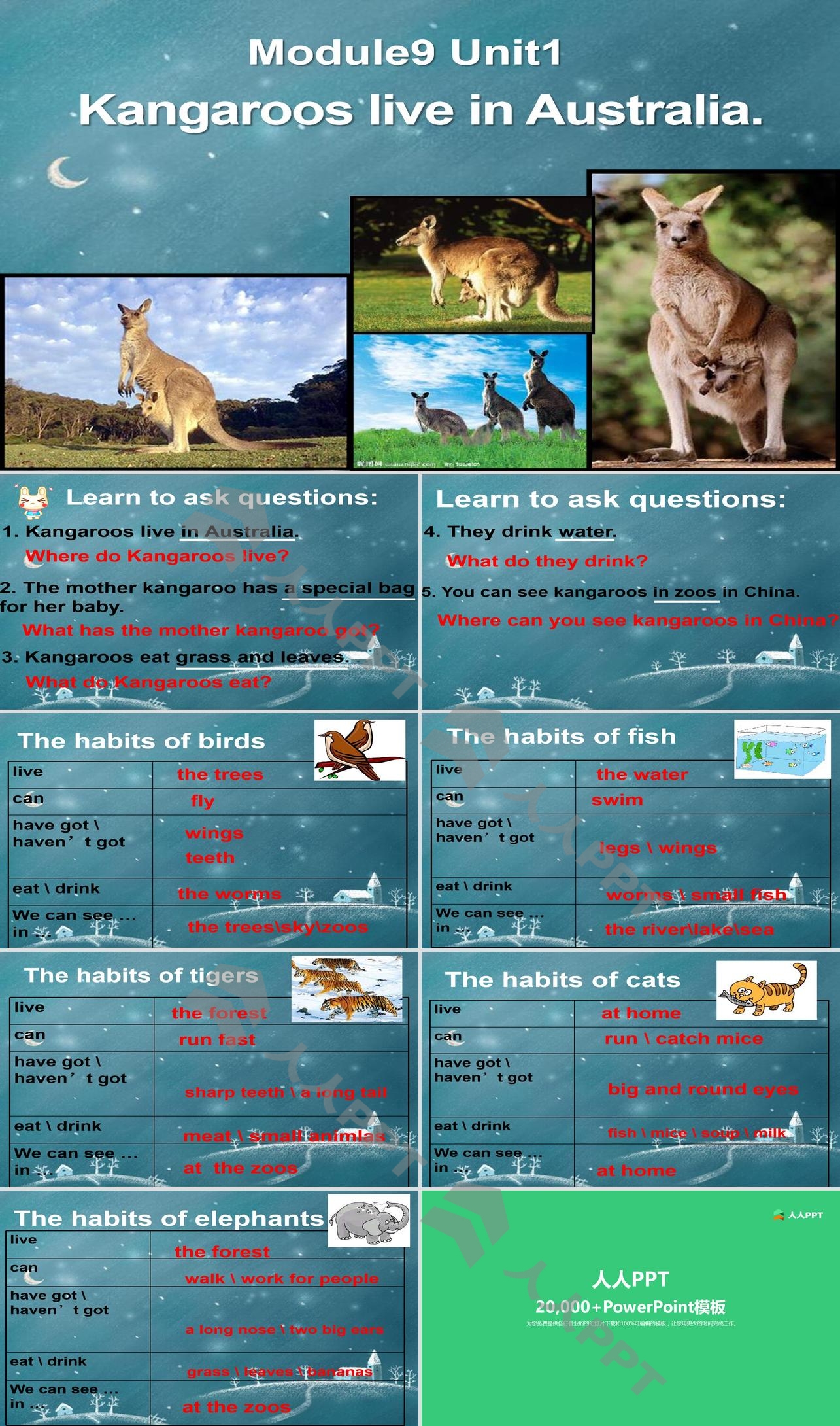 《Kangaroos live in Australia》PPT课件长图