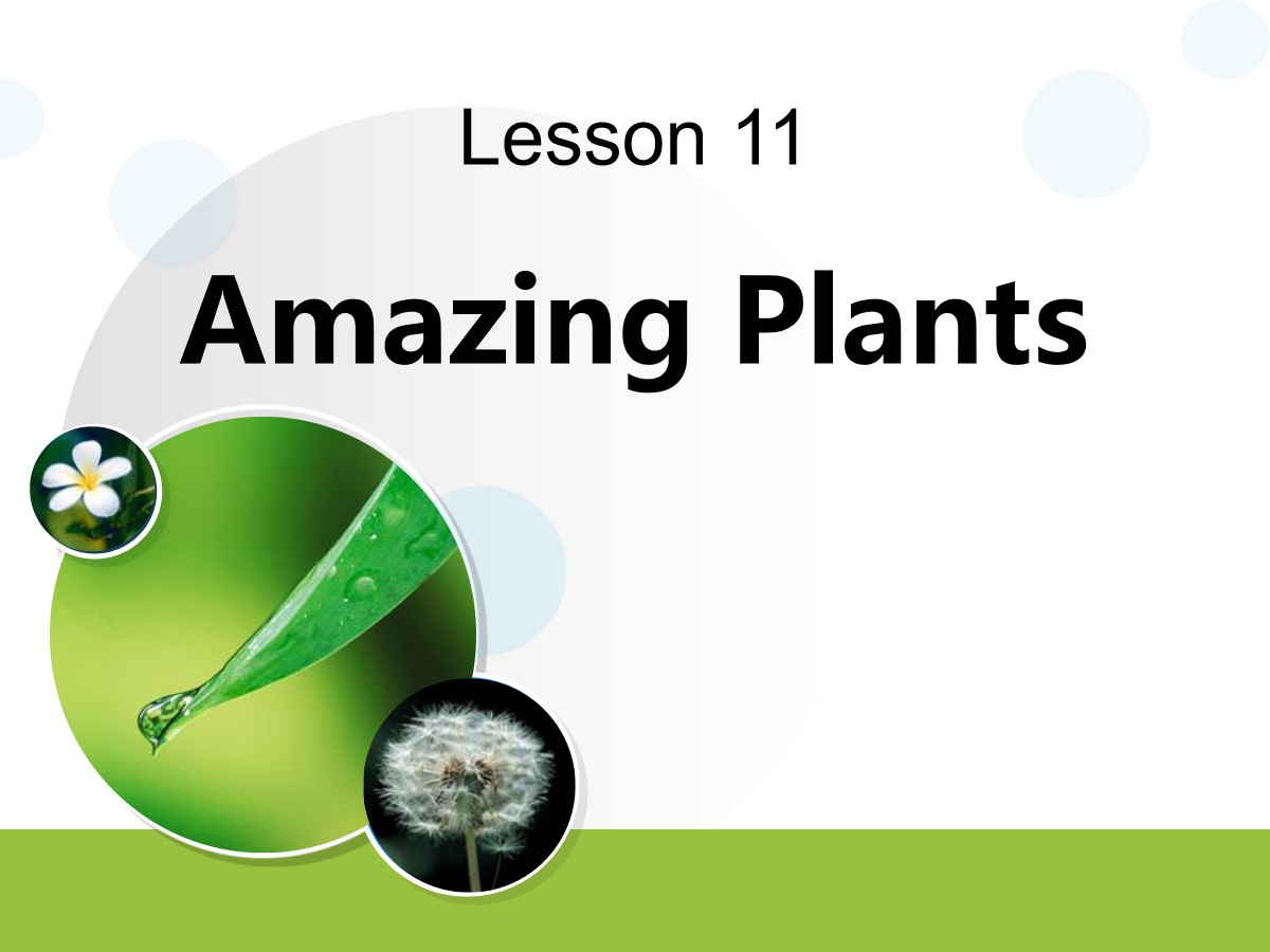 《Amazing Plants》Plant a Plant PPT