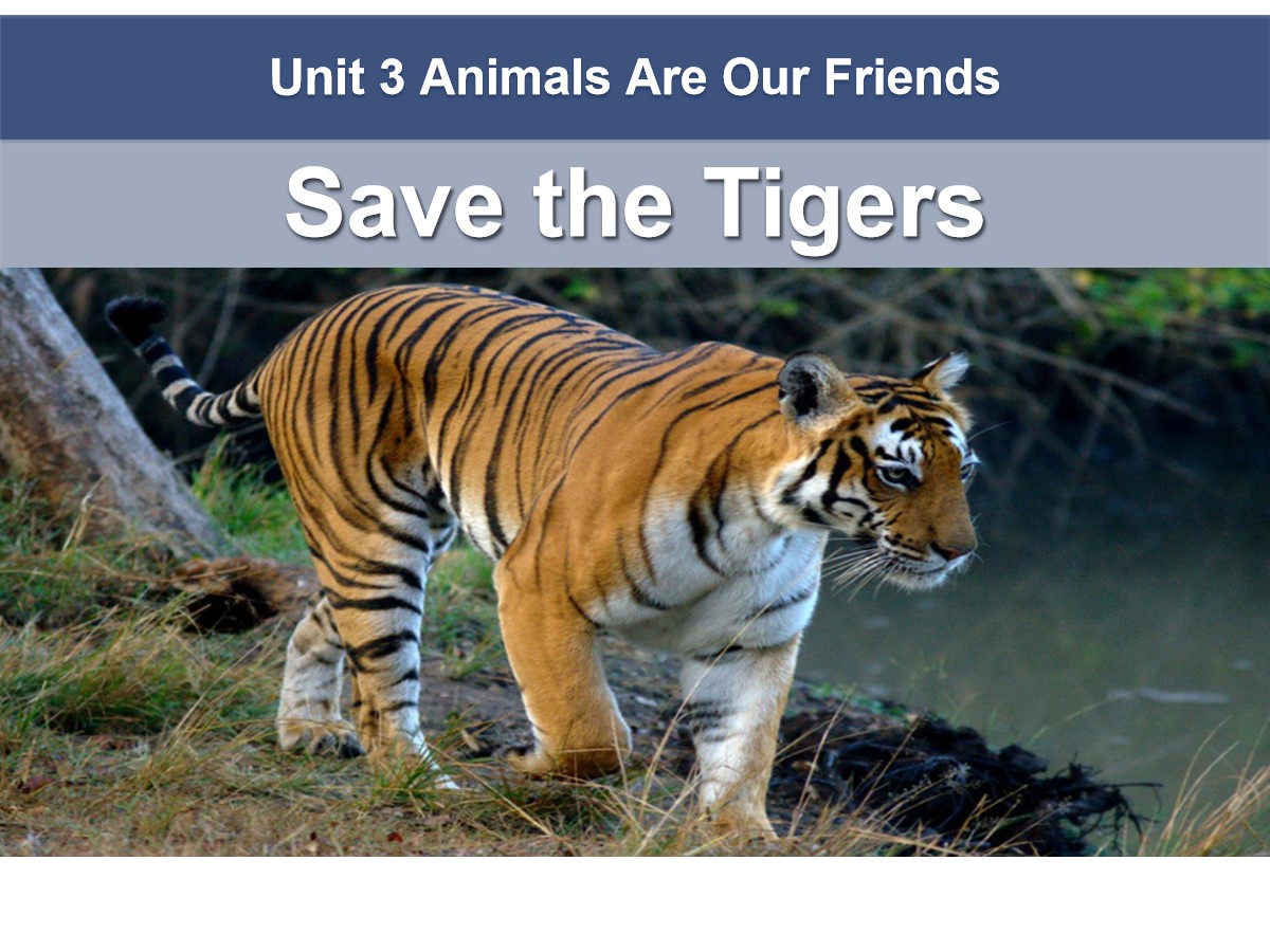 《Save the Tigers》Animals Are Our Friends PPT