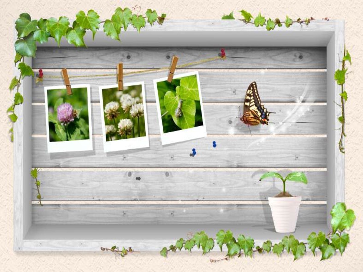 藤蔓蝴蝶PPT背景图片 植物类PPT背景图片