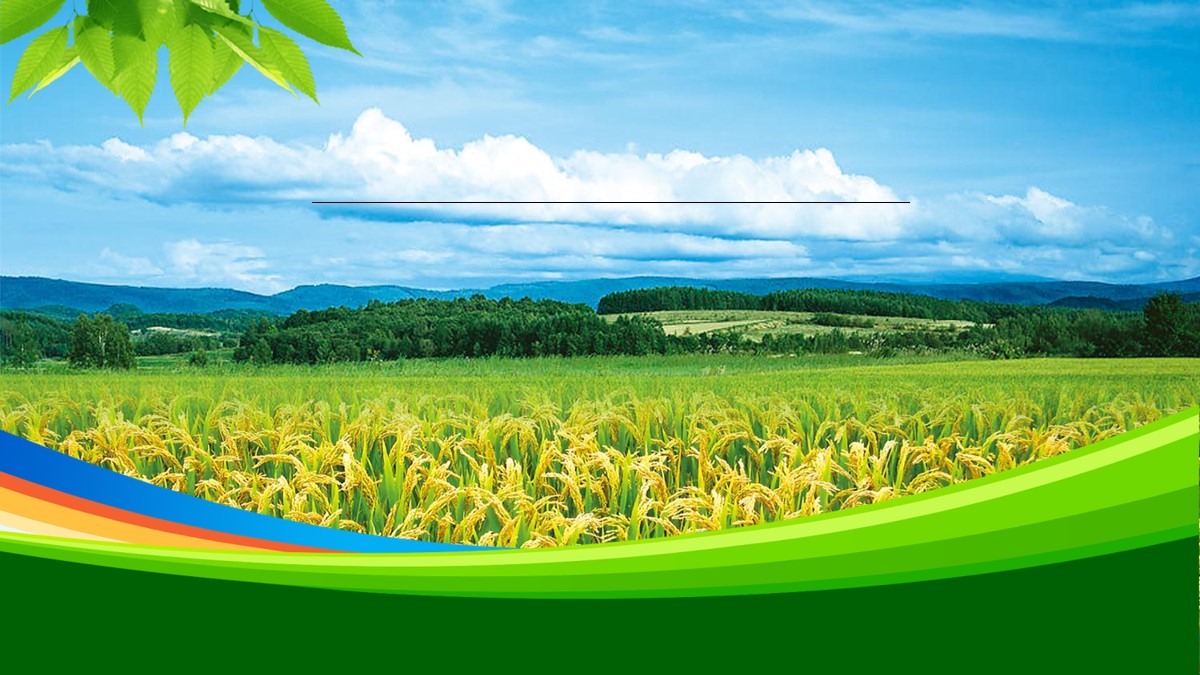 绿色稻田背景的农业相关PPT模板 农业招商引资PPT